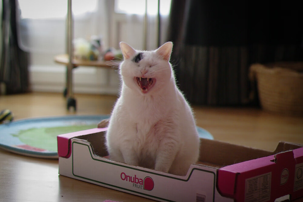 双线鏖战，问鼎历史之巅，德约科维奇的巴黎硝烟与联合杯曙光