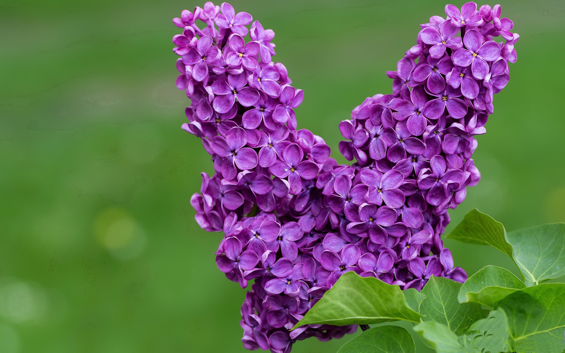 维也纳的叹息与掌声，绝杀之夜法比尼奥照亮全场