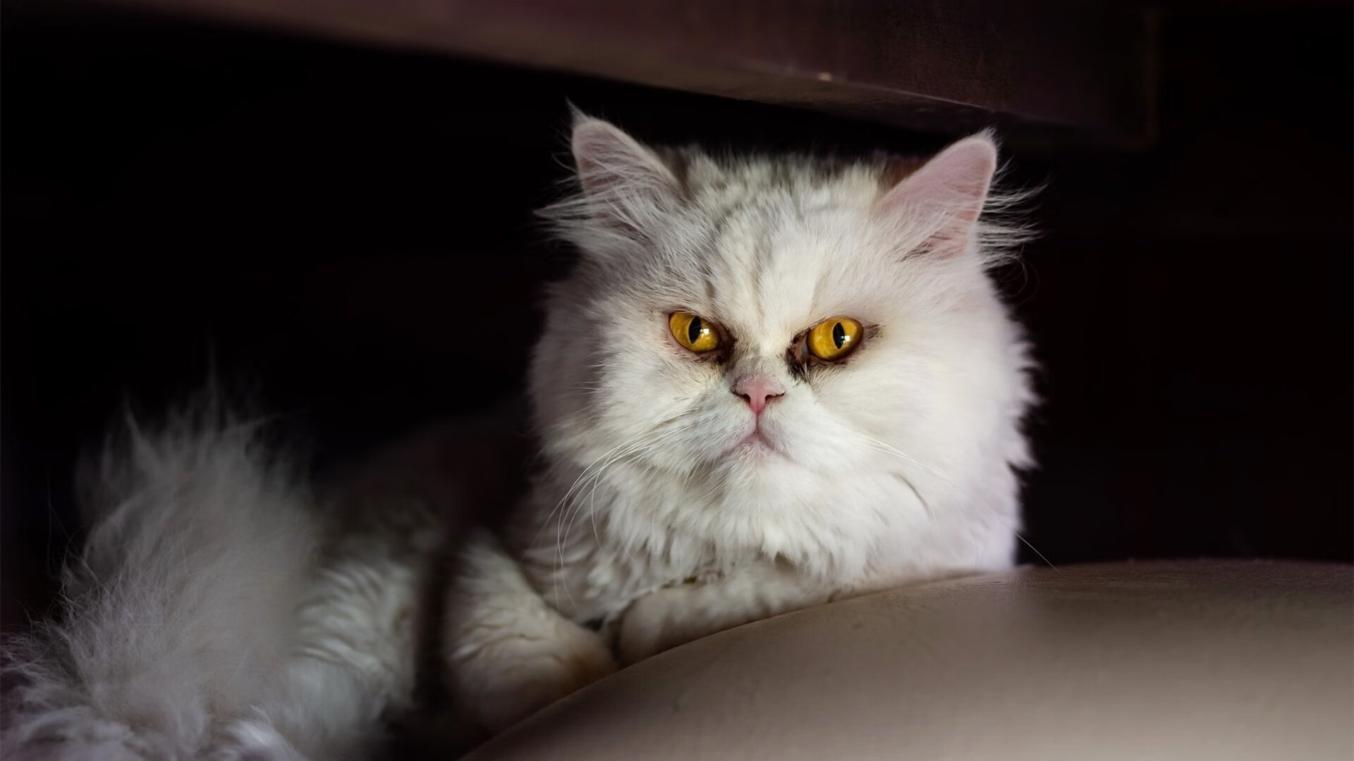 历史唯一！蒂姆跨越两大巅峰的绝杀艺术，ATP总决赛与拉沃尔杯的永恒回响