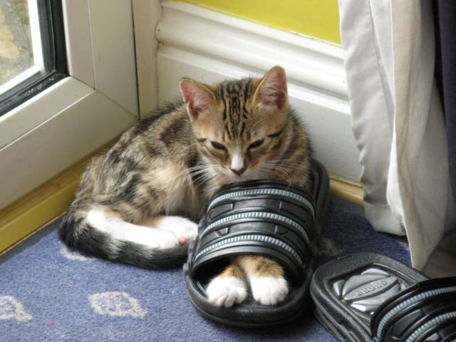 切特终场封神！辽宁惊险晋级，浙江饮恨告别