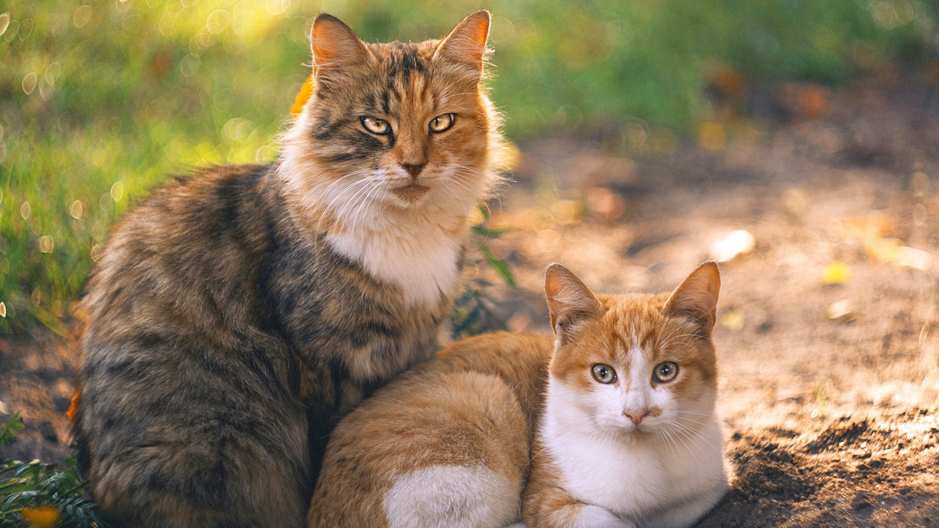 F1引擎轰鸣之夜，布伦森奏响团队胜利双重奏