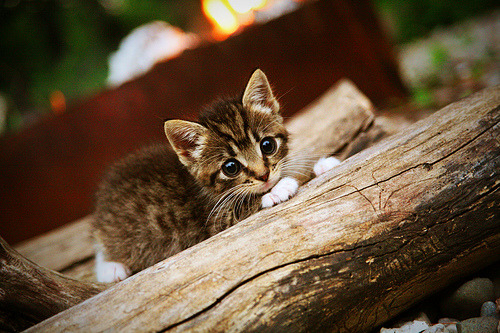双城记，德甲争冠战的硝烟与浙江队的雷霆一击