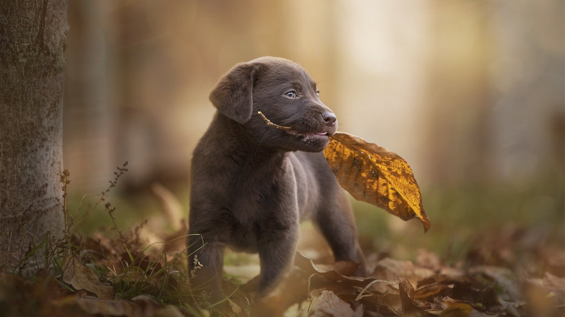 当浓眉降临伯纳乌,一场跨界时空的体育共鸣