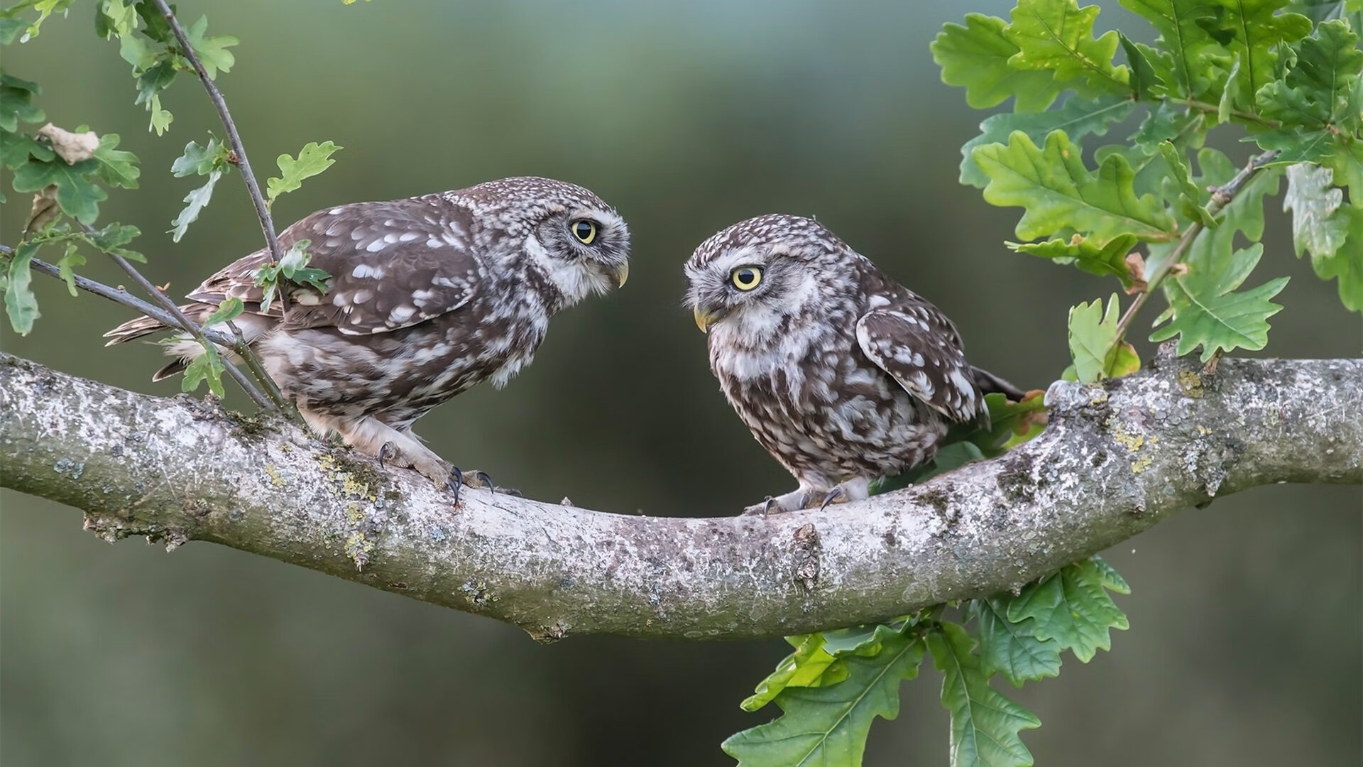审判官降临，文班亚马用十一分钟为时代立法