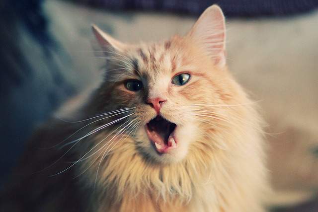 东方铁壁锁蓝黑，一场将存在感刻入战术DNA的碾压