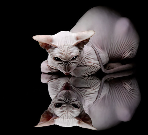 逆光处突围，F1街道赛之夜的绝境爆发