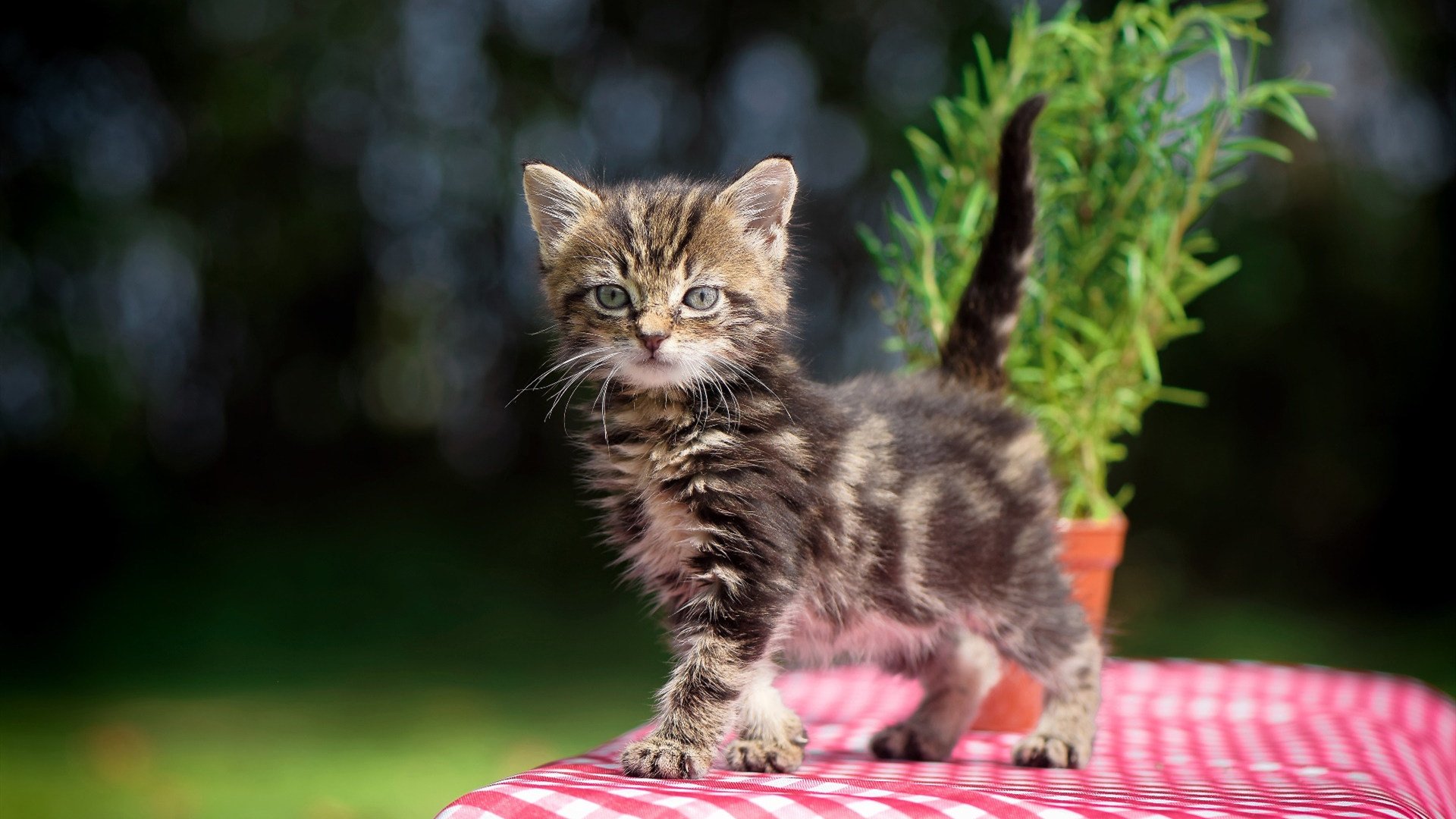 爱游戏入口-绿茵与硬木的共鸣，德甲争冠焦点战与太阳湖人鏖战的激情交响