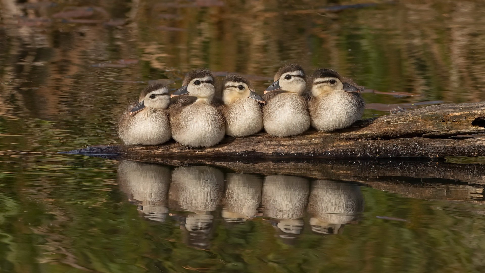 爱游戏体育-北国列车碾过雄鹿角，武切维奇钢铁连击铸就唯一分水岭
