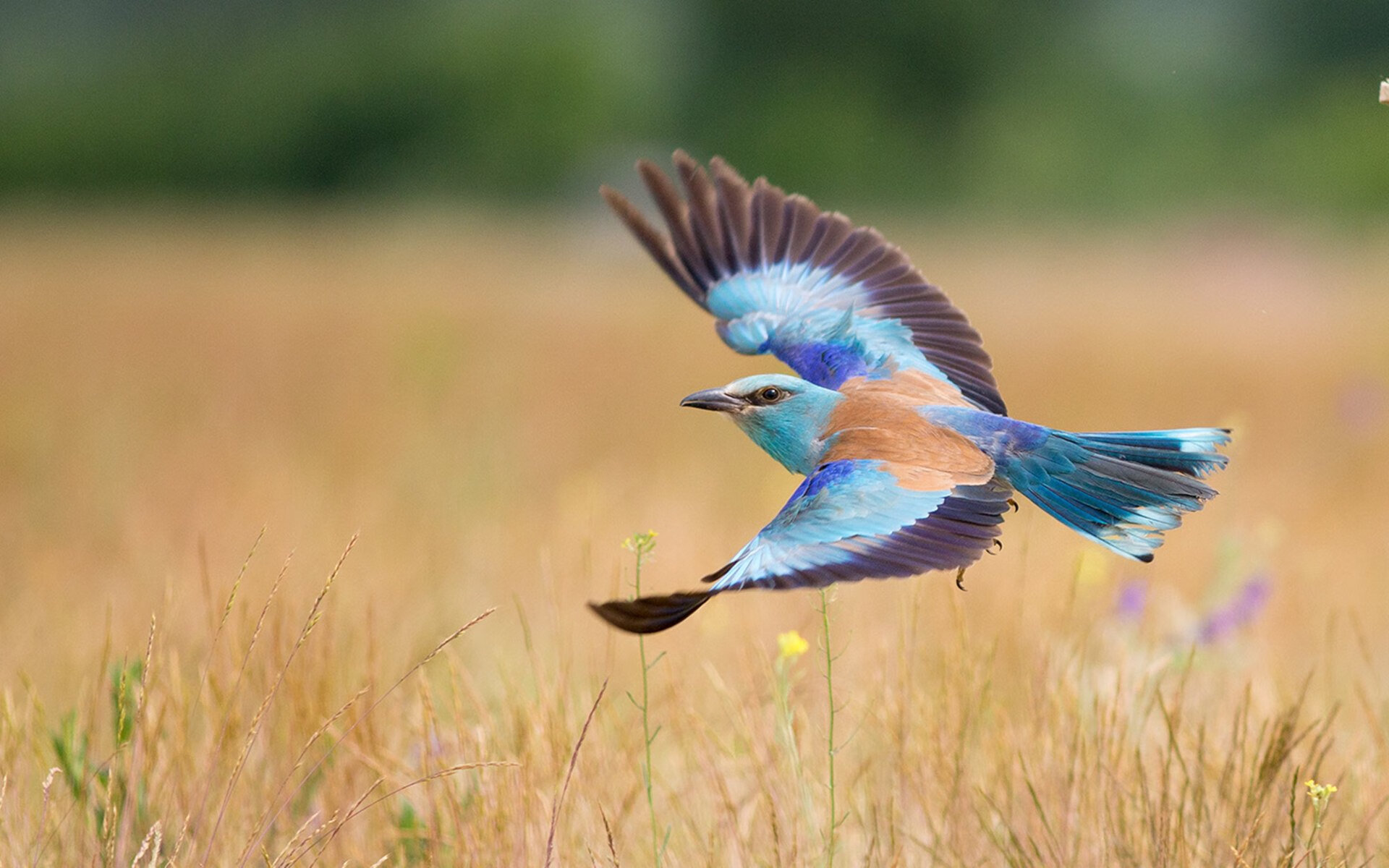 爱游戏官方-0.3秒，他从风中抽出一把冰刀