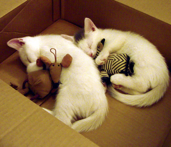 光芒与胜利,马丁内利血脉贲张,乌克兰补时绝杀震动欧洲