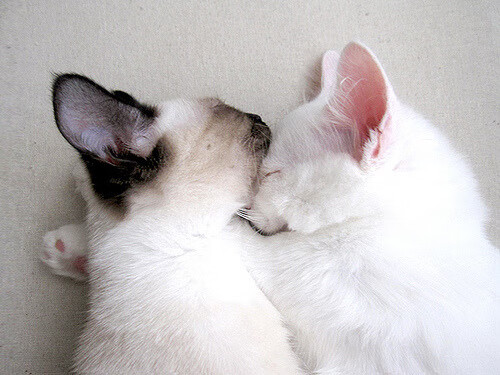 神剧本!阿尔及利亚速胜瑞典,异乡赤子法比尼奥成关键先生