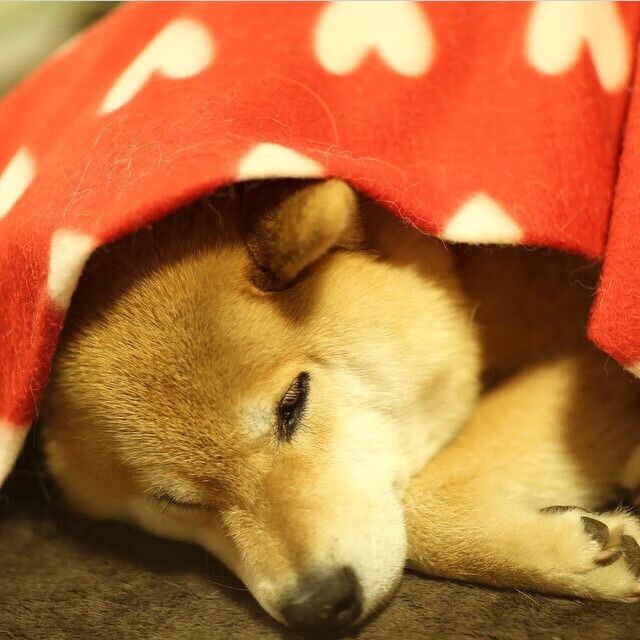 最冷静的点球手与最残酷的替补席，卡拉斯科与瑞典前锋如何终结悬念