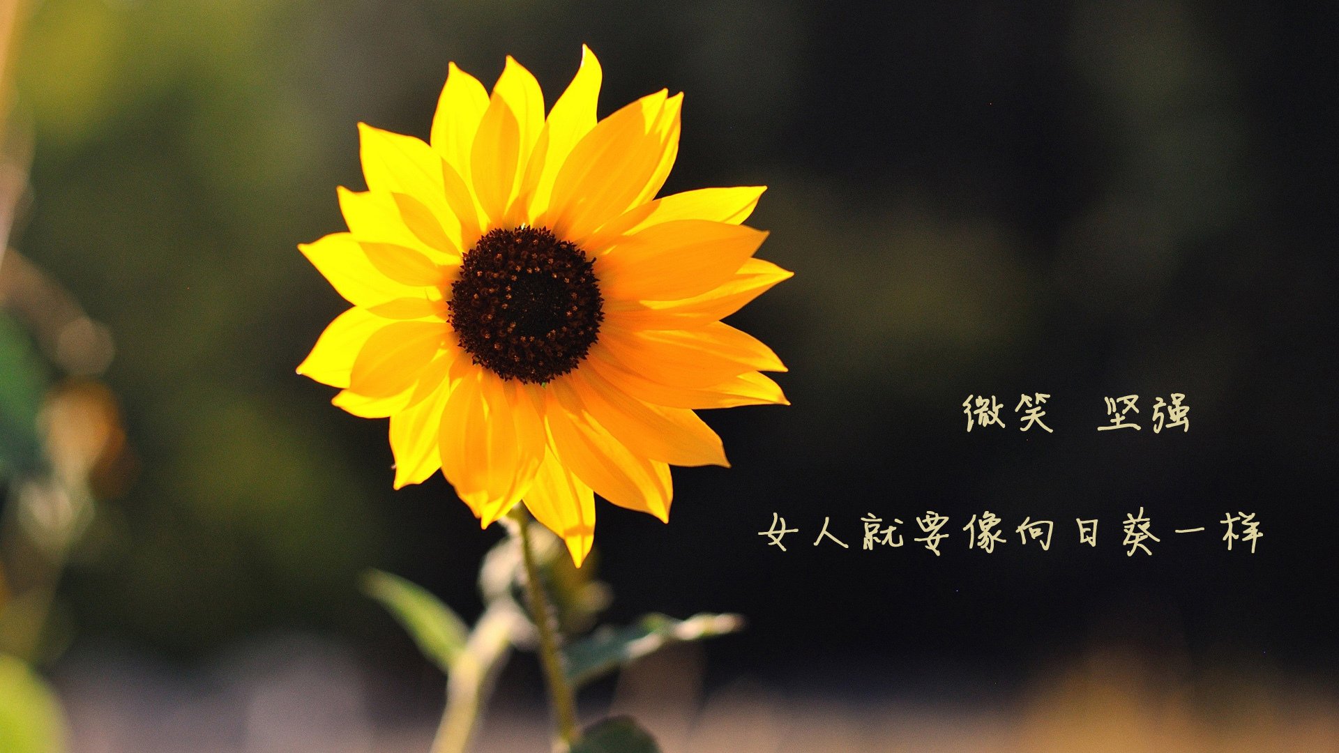 惊天交易48小时后!死神镰刀与休城王炸的复仇之夜,恩比德让质疑者集体失声